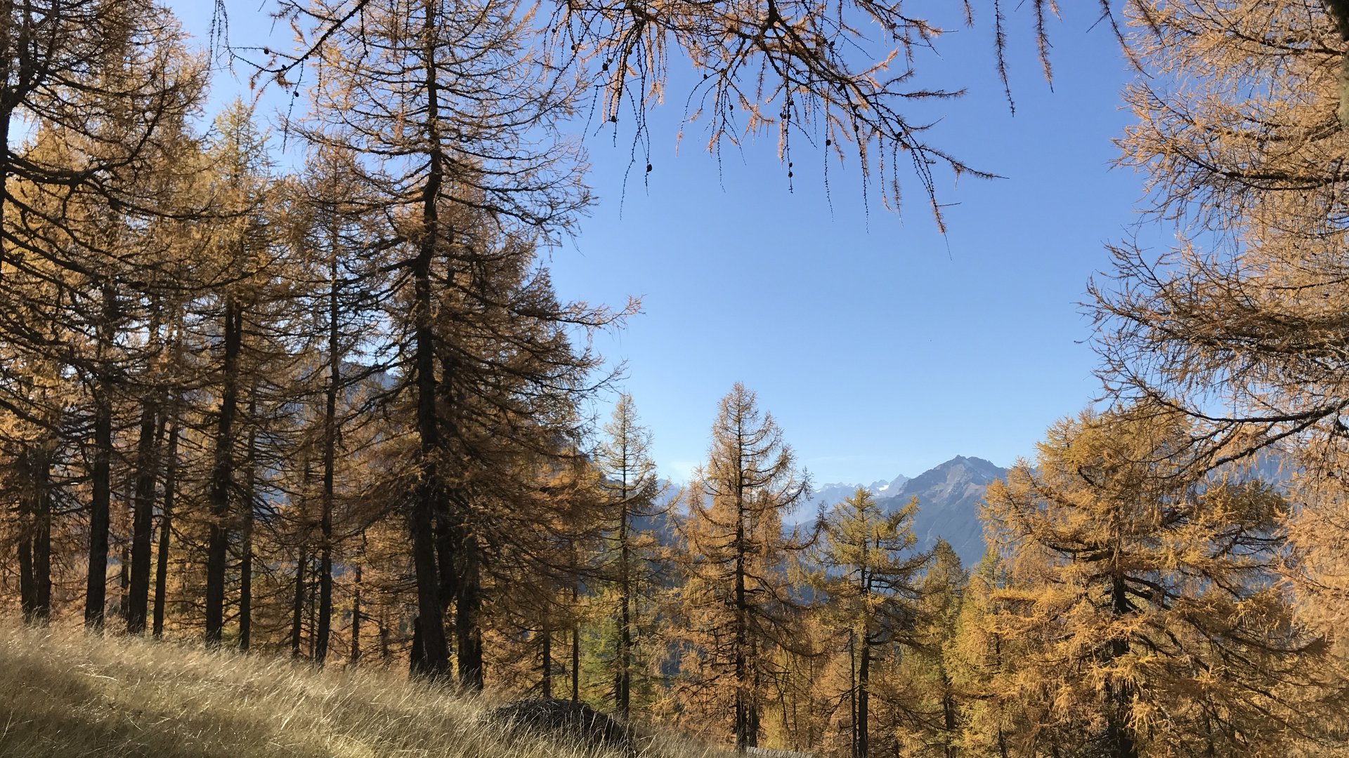 Foresta autunnale con alberi dorati e montagne sullo sfondo